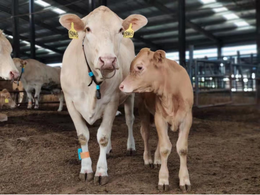 й885566˹(ɷ)޹˾-ٷվ